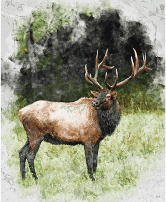 Natures Window Elk